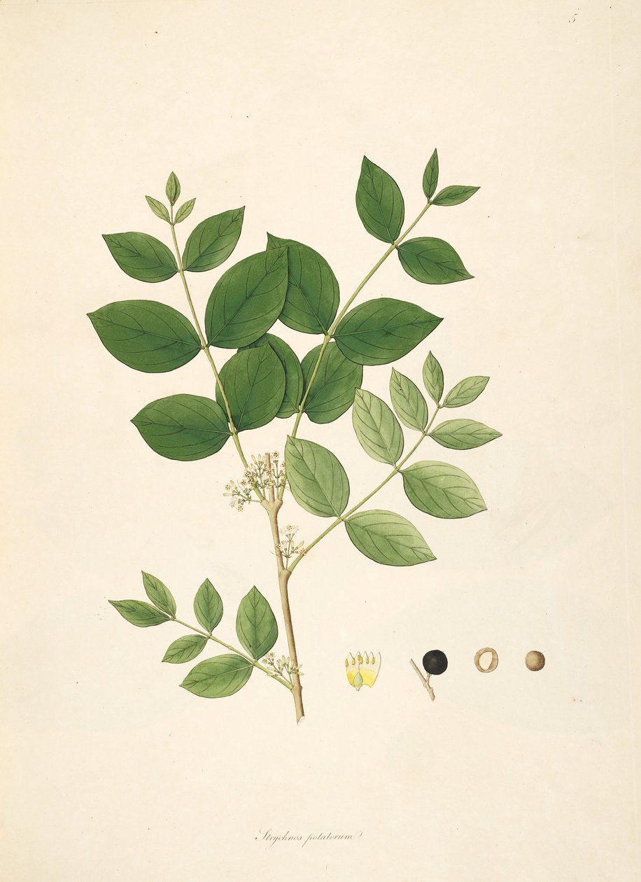 Illustration von Strychnos potatorum, Loganiaceae von anonymus