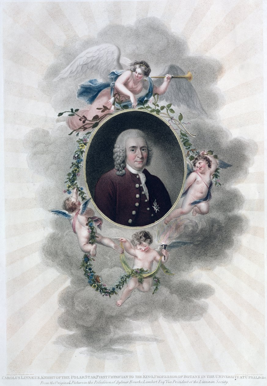 Carolus Linnaeus (1707-78), Ritter des Polarsterns, Erster Arzt des Königs, Professor der Botanik an der Universität Uppsala, graviert von Francesco Bartolozzi (1727-1815), veröffentlicht 1806 von Hollman