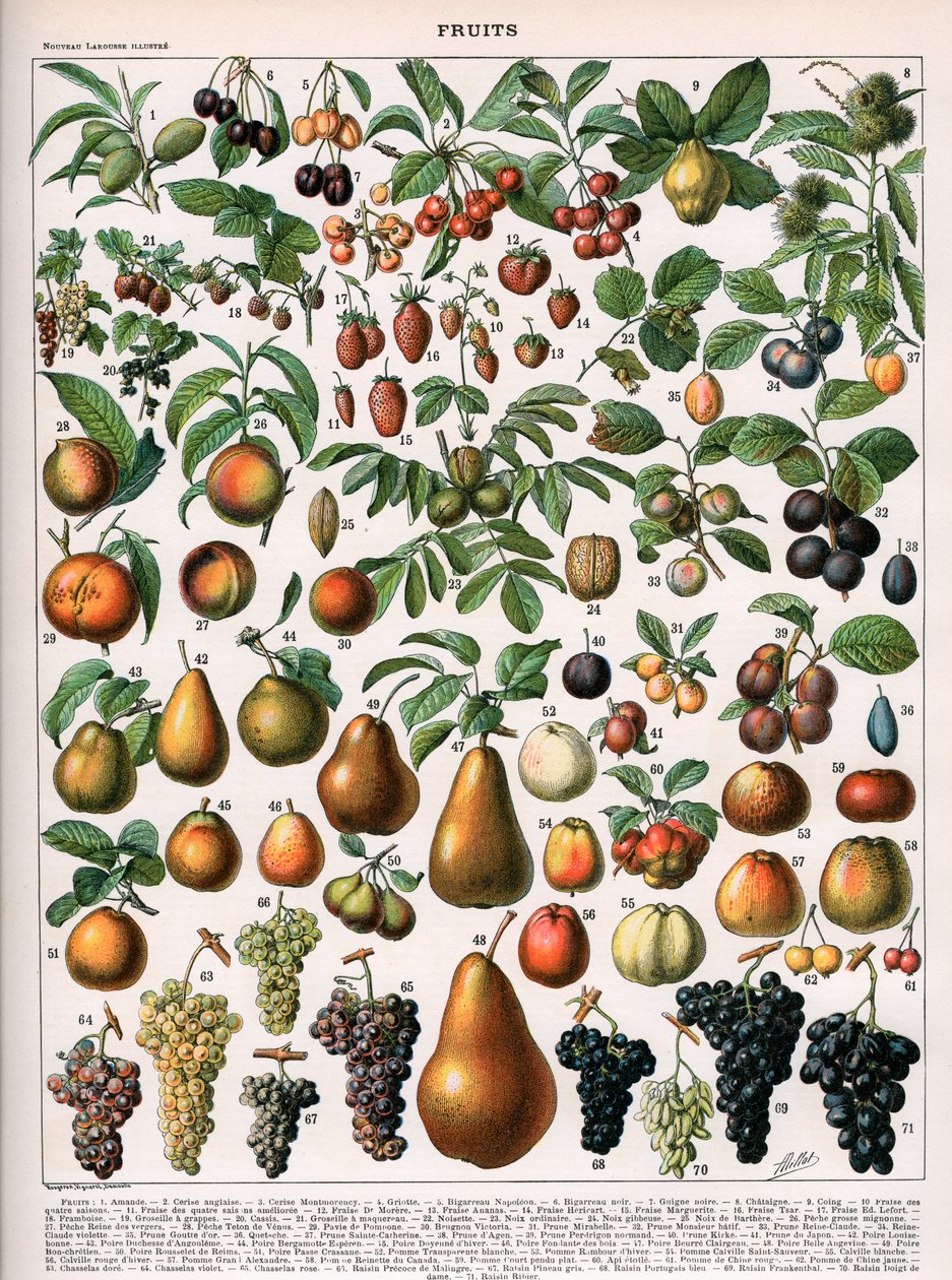 Illustration von Obstsorten, ca. 1905-10 (Farblithografie) von (after) Alillot