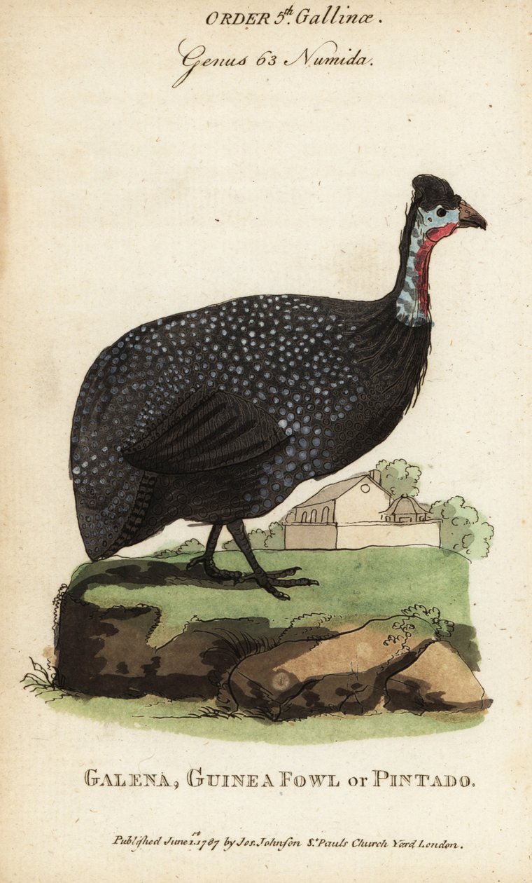 Helmperlhuhn, Numida meleagris von (after) English School