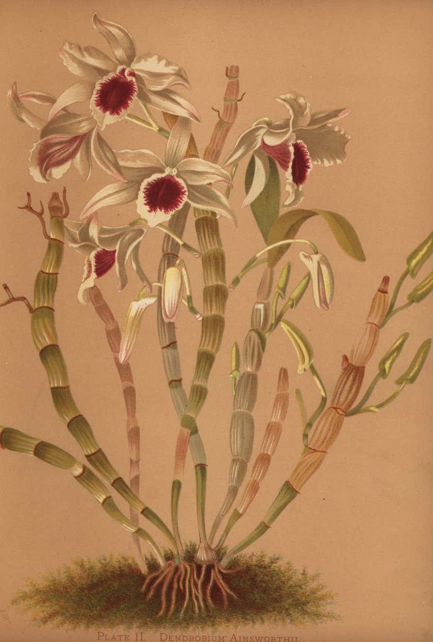 Ainsworths Hybrid-Dendrobium-Orchidee, Dendrobium x ainsworthii von Unknown