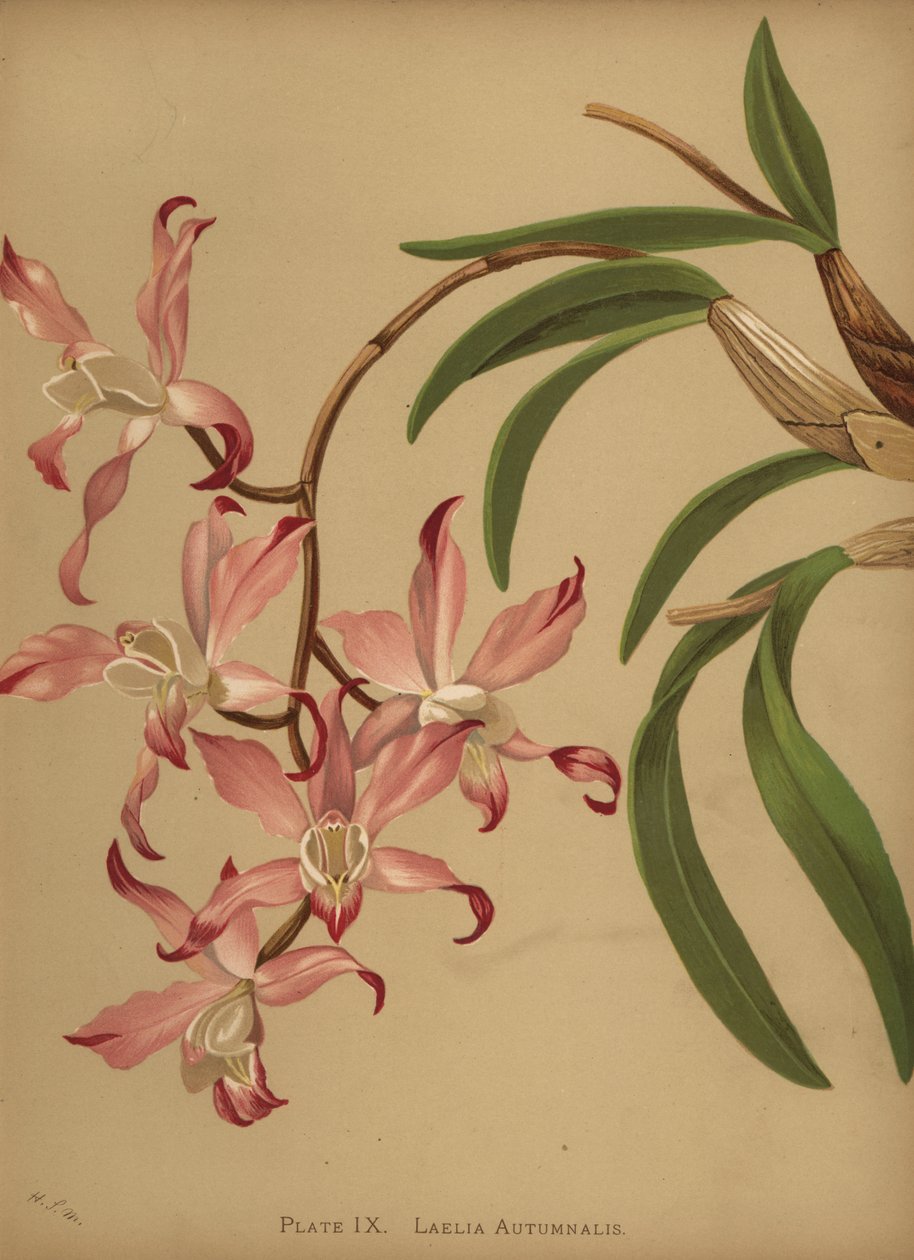 Herbst-Laelia-Orchidee, Laelia autumnalis von Unknown