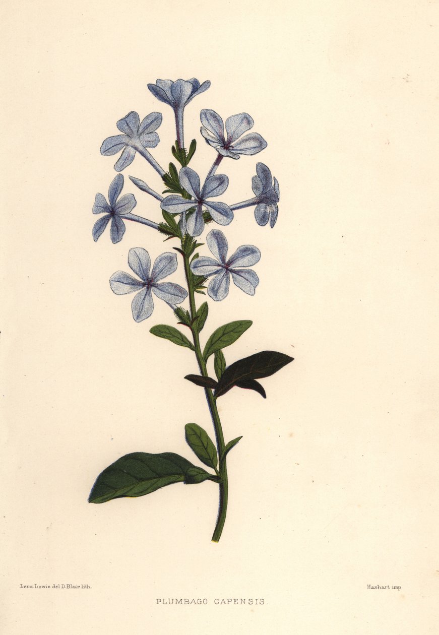 Blaue Plumbago oder Kapbleiwurz, Plumbago auriculata (Plumbago capensis) von Unknown