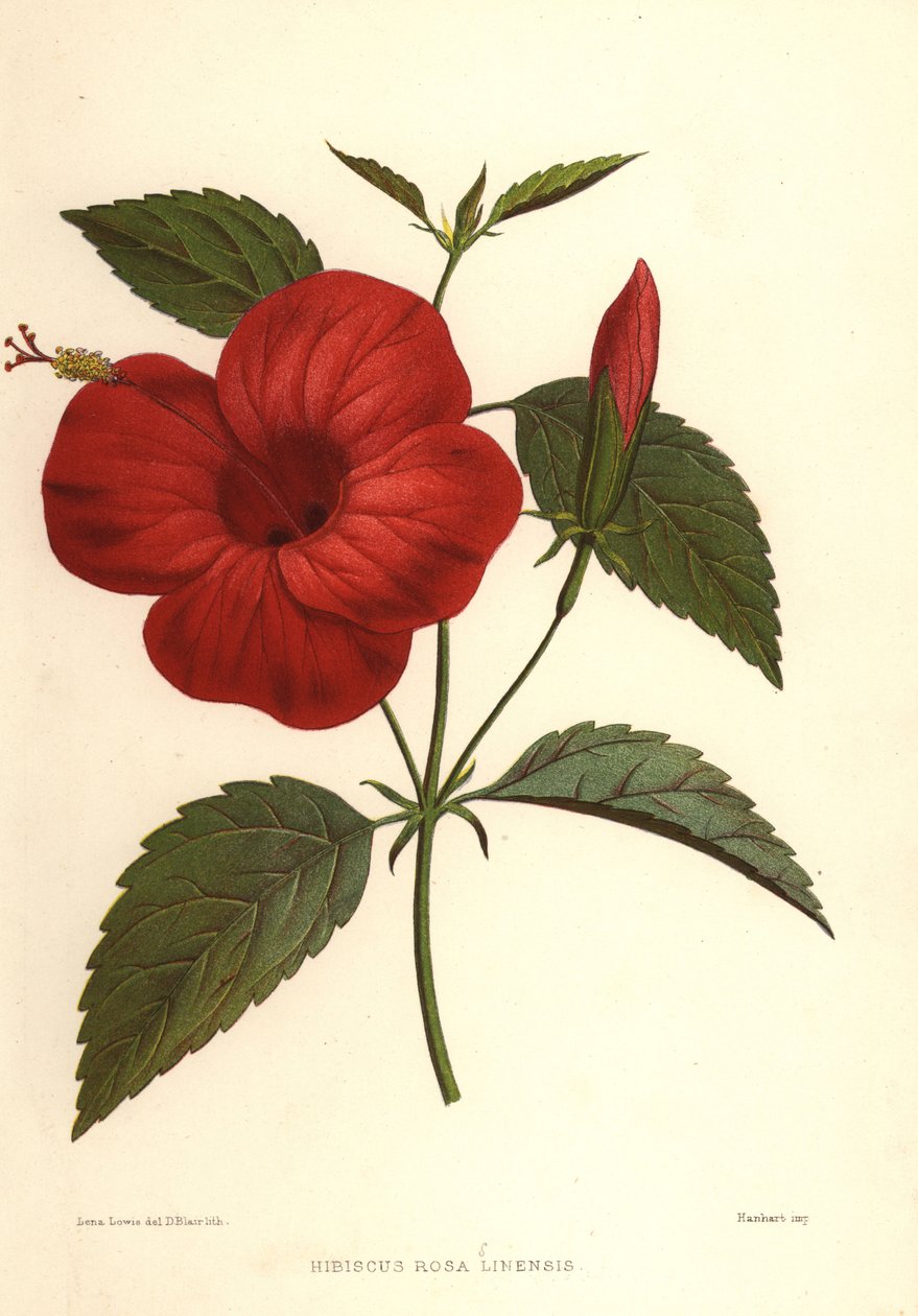 Chinarose oder Chinesischer Hibiskus, Hibiscus rosa-sinensis von Unknown