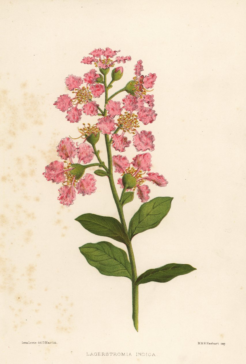 Kreppmyrte, Lagerstromia indica von Unknown