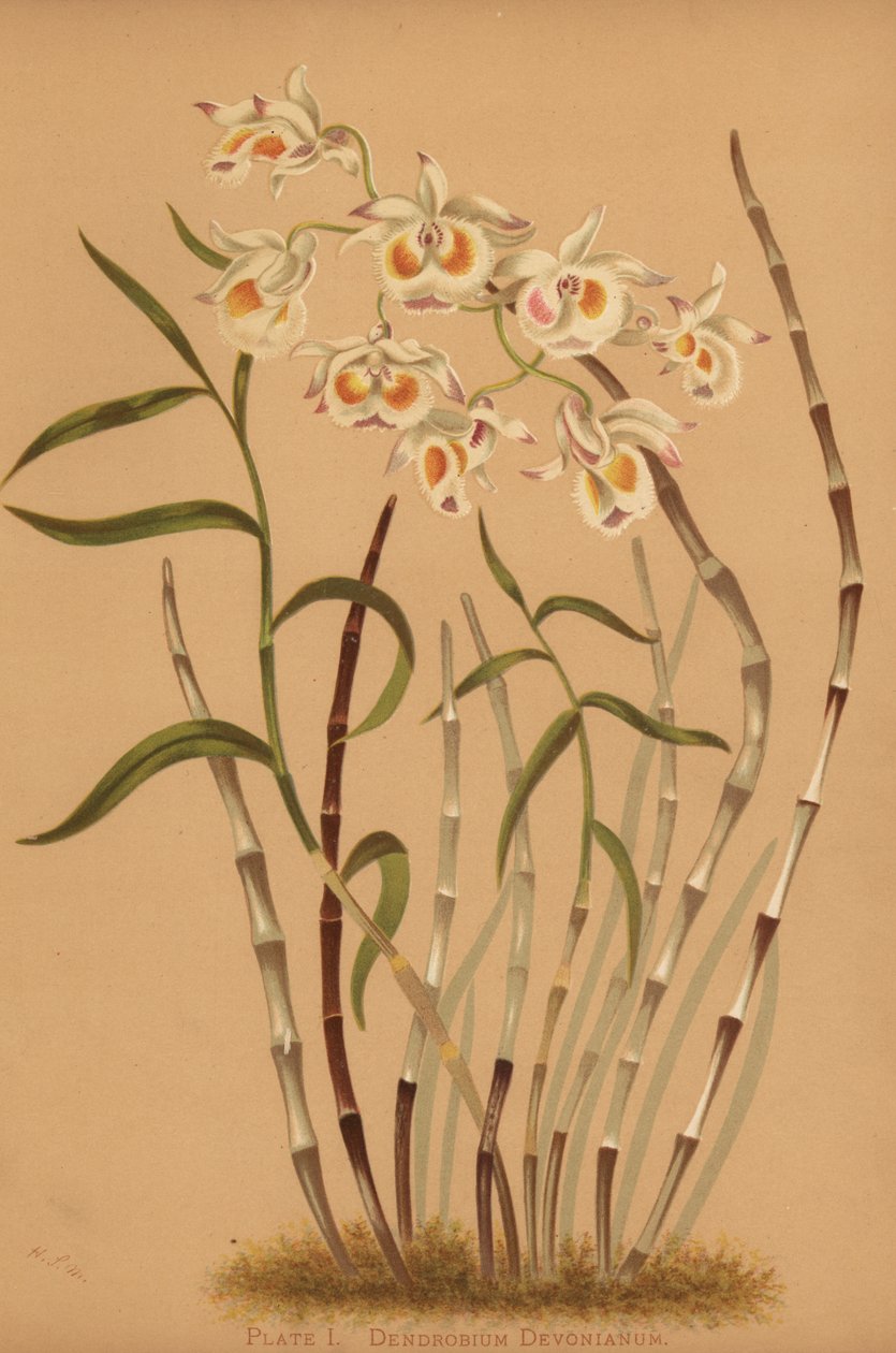 Devons Dendrobium-Orchidee, Dendrobium devonianum von Unknown