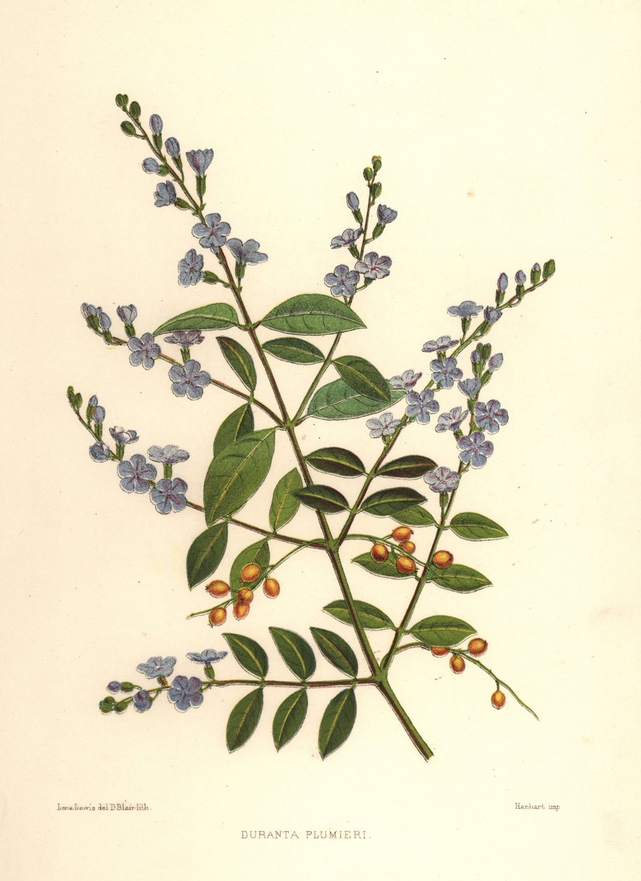Goldener Tau, Taubenbeere oder Himmelsblume, Duranta erecta von Unknown