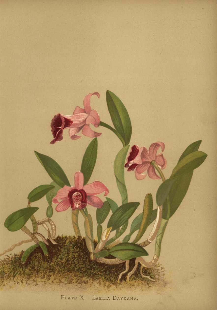 Laelia dayana oder Cattleya bicalhoi-Orchidee von Unknown