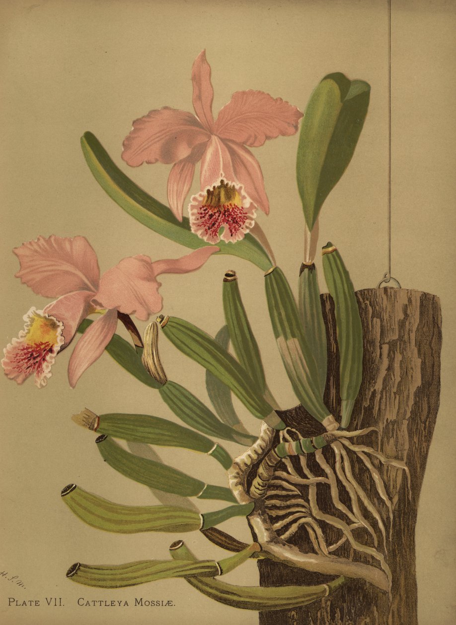 Moos-Cattleya oder Osterorchidee, Cattleya mossiae von Unknown