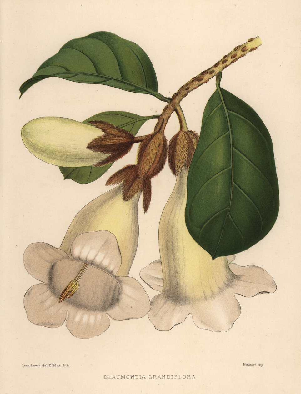 Nepal-Trompetenblume oder Heroldstrompete, Beaumontia grandiflora von Unknown
