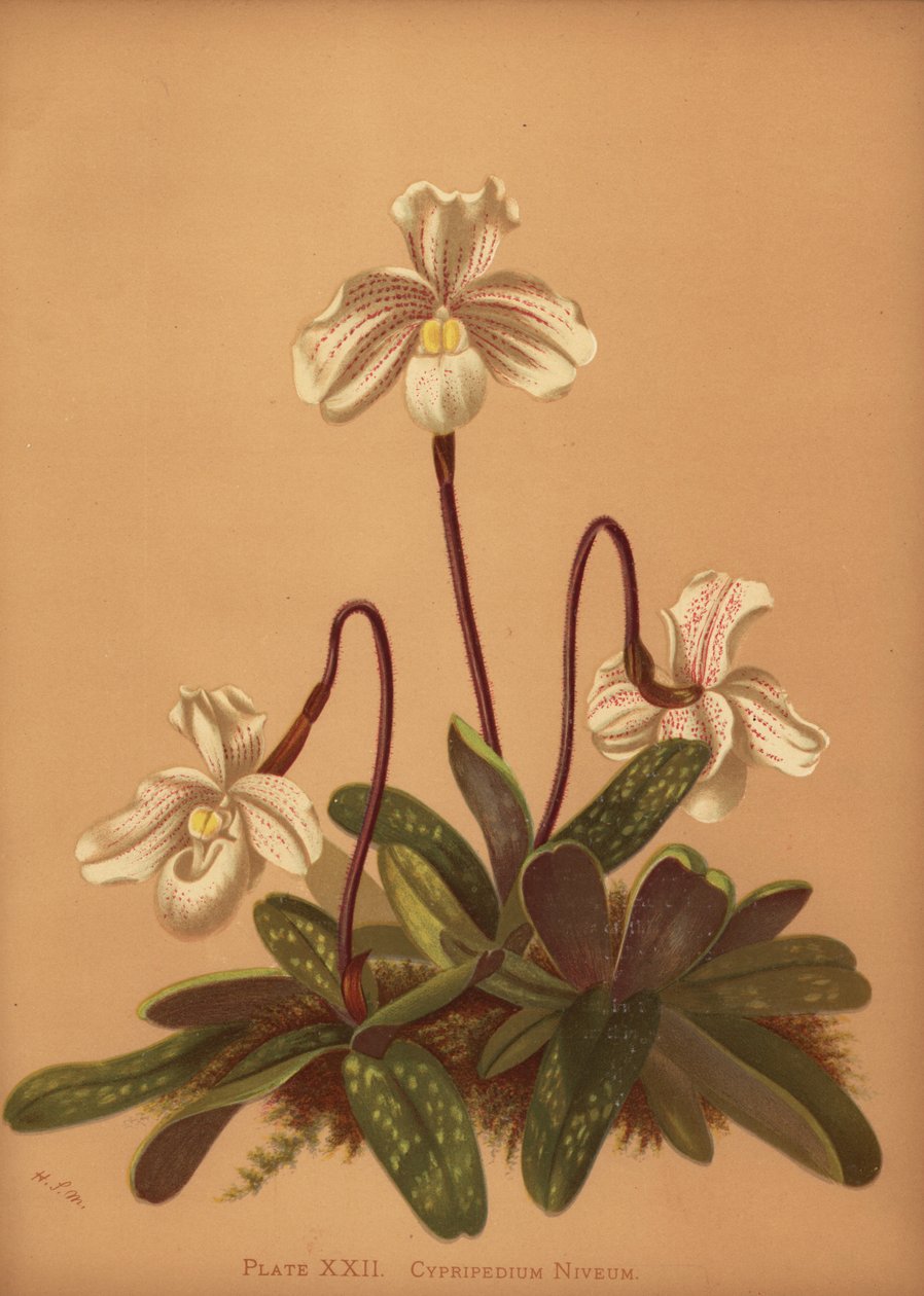 Paphiopedilum niveum-Orchidee (Cypripedium niveum) von Unknown