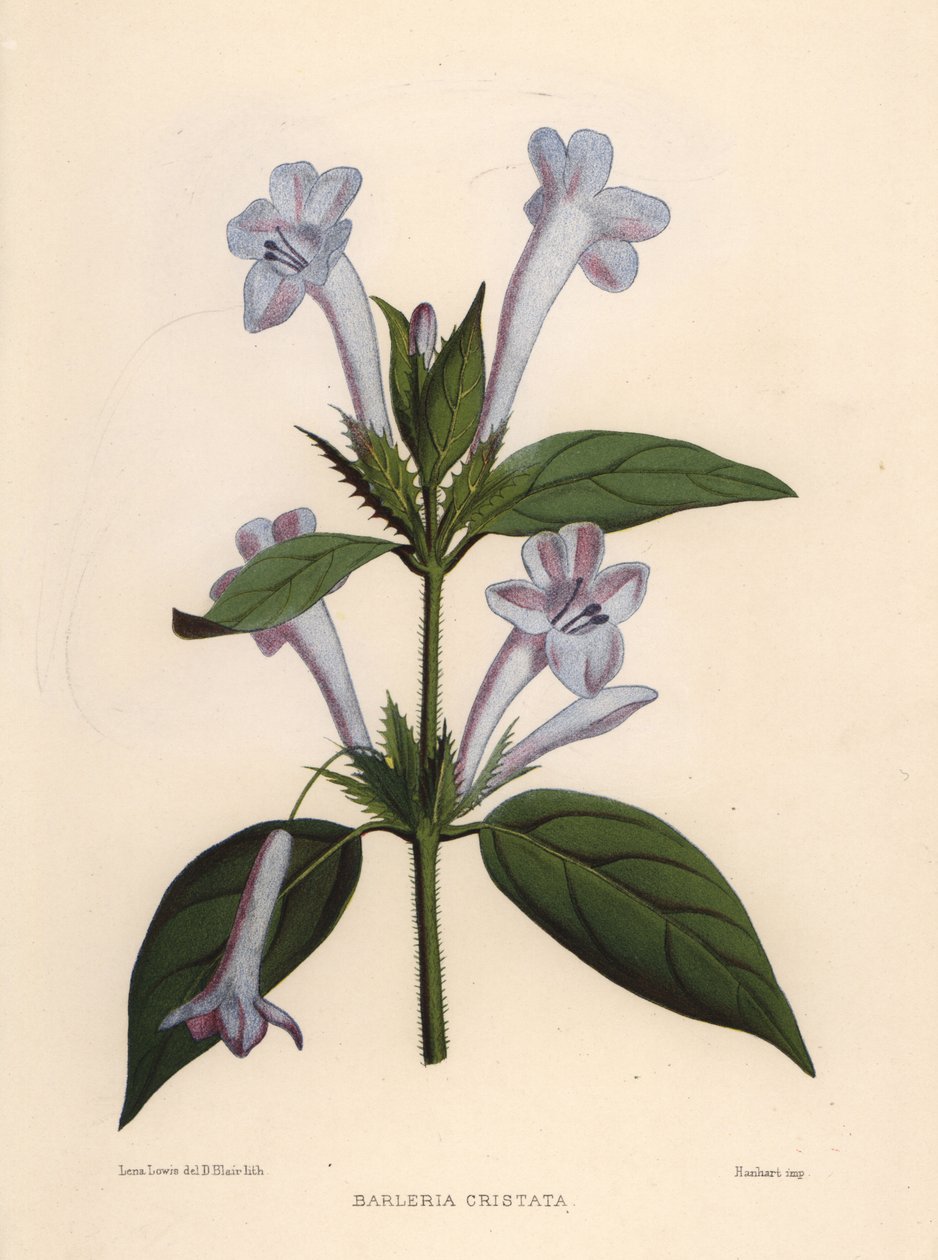Philippinisches Veilchen, Glockenbarlerie oder Philippinisches Kammveilchen, Barleria cristata von Unknown