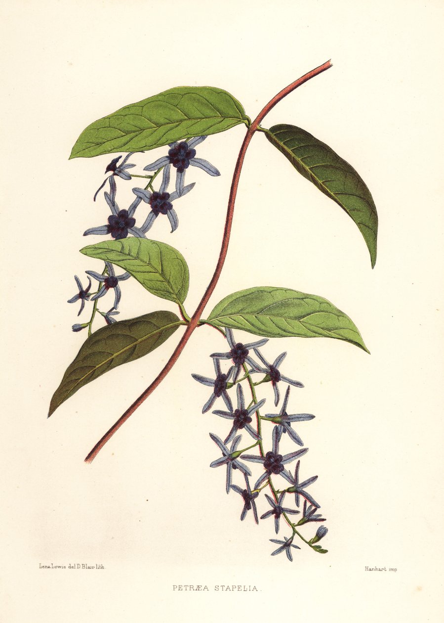 Sandpapierrebe, Petrea volubilis (Petraea stapelia) von Unknown