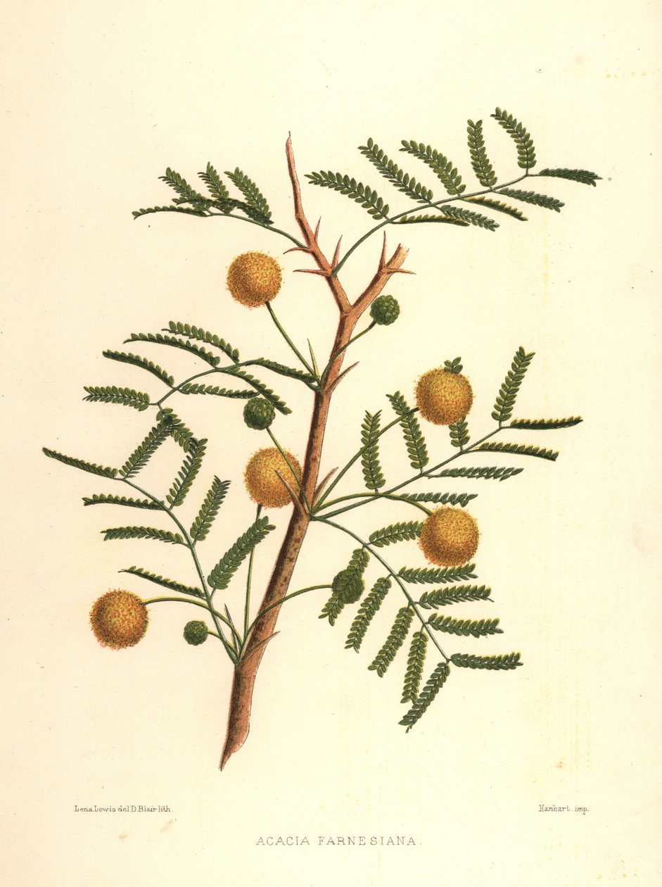 Süße Akazie oder Nadelbusch, Acacia farnesiana von Unknown