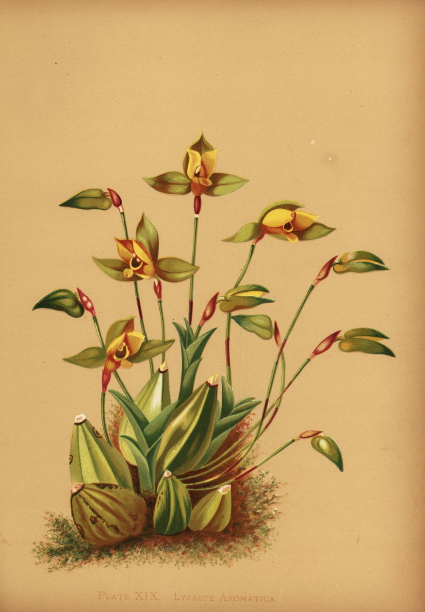 Duftende Lycaste-Orchidee, Lycaste aromatica von Unknown