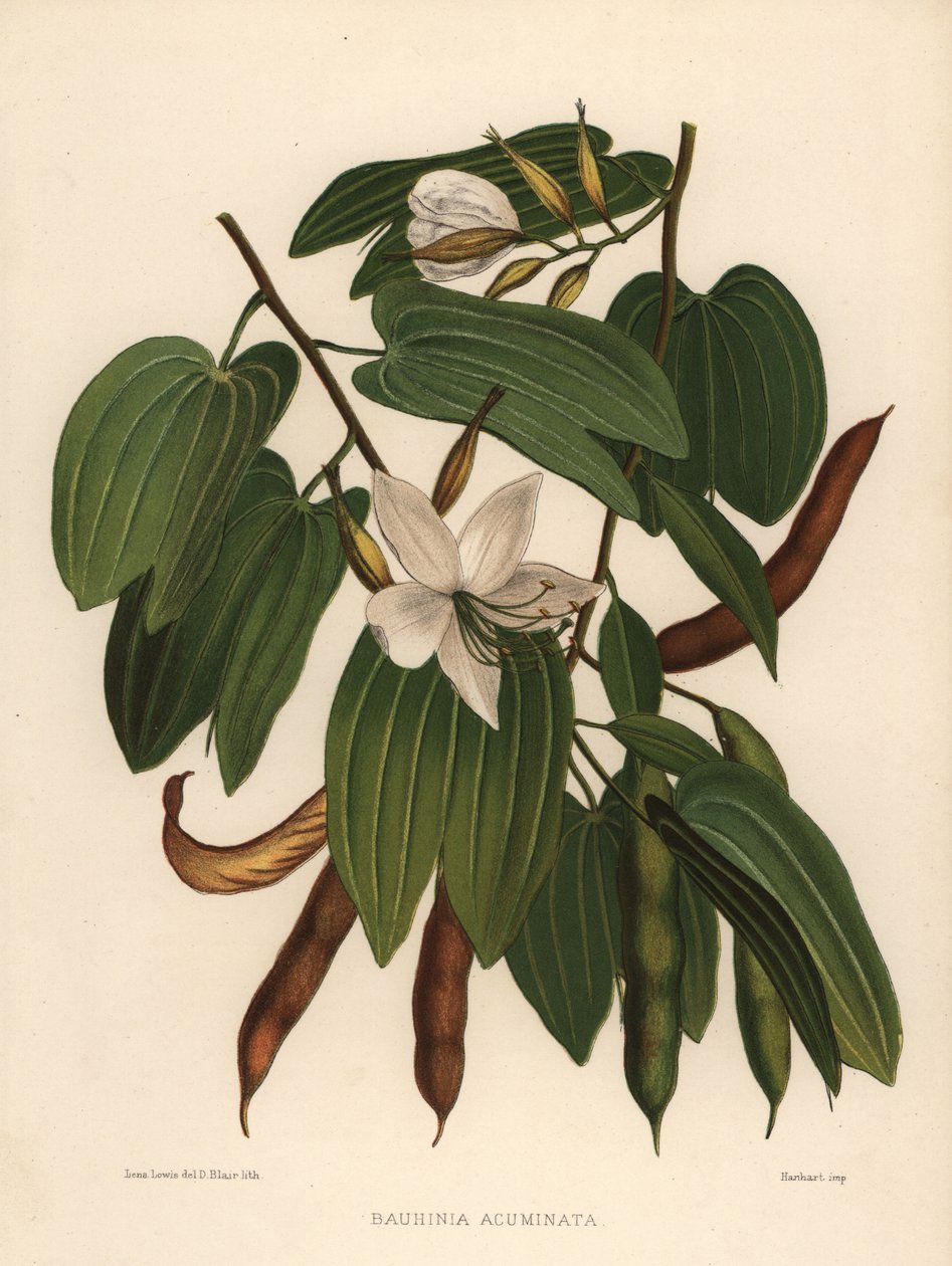 Weiße Orchideenbaum, Bauhinia acuminata von Unknown
