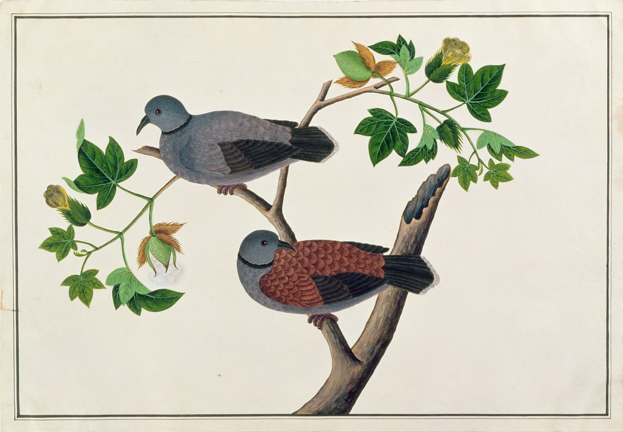 Vögel in einem Baum, aus Zeichnungen von Vögeln aus Malakka, ca. 1805-18 von Chinese School