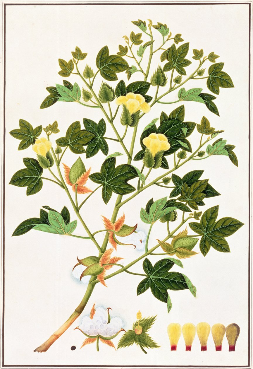 Gossypium Arboreum oder Baumwollpflanze, ca.1805-18 von Chinese School