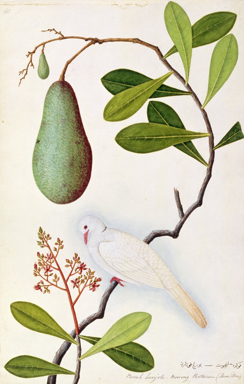 Java-Taube oder Boorah Poutaran, aus Zeichnungen von Vögeln aus Malakka, ca. 1805-18 von Chinese School