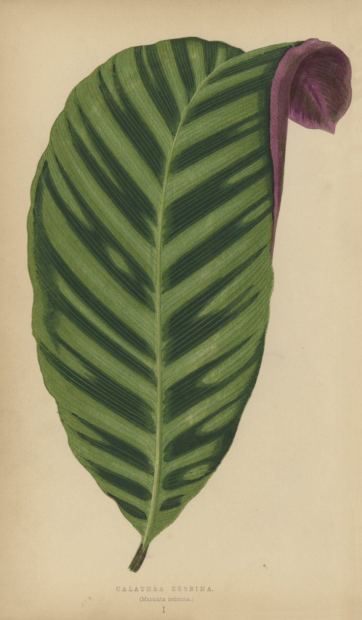 Calathea Zebrina, Maranta Zebrina von English School