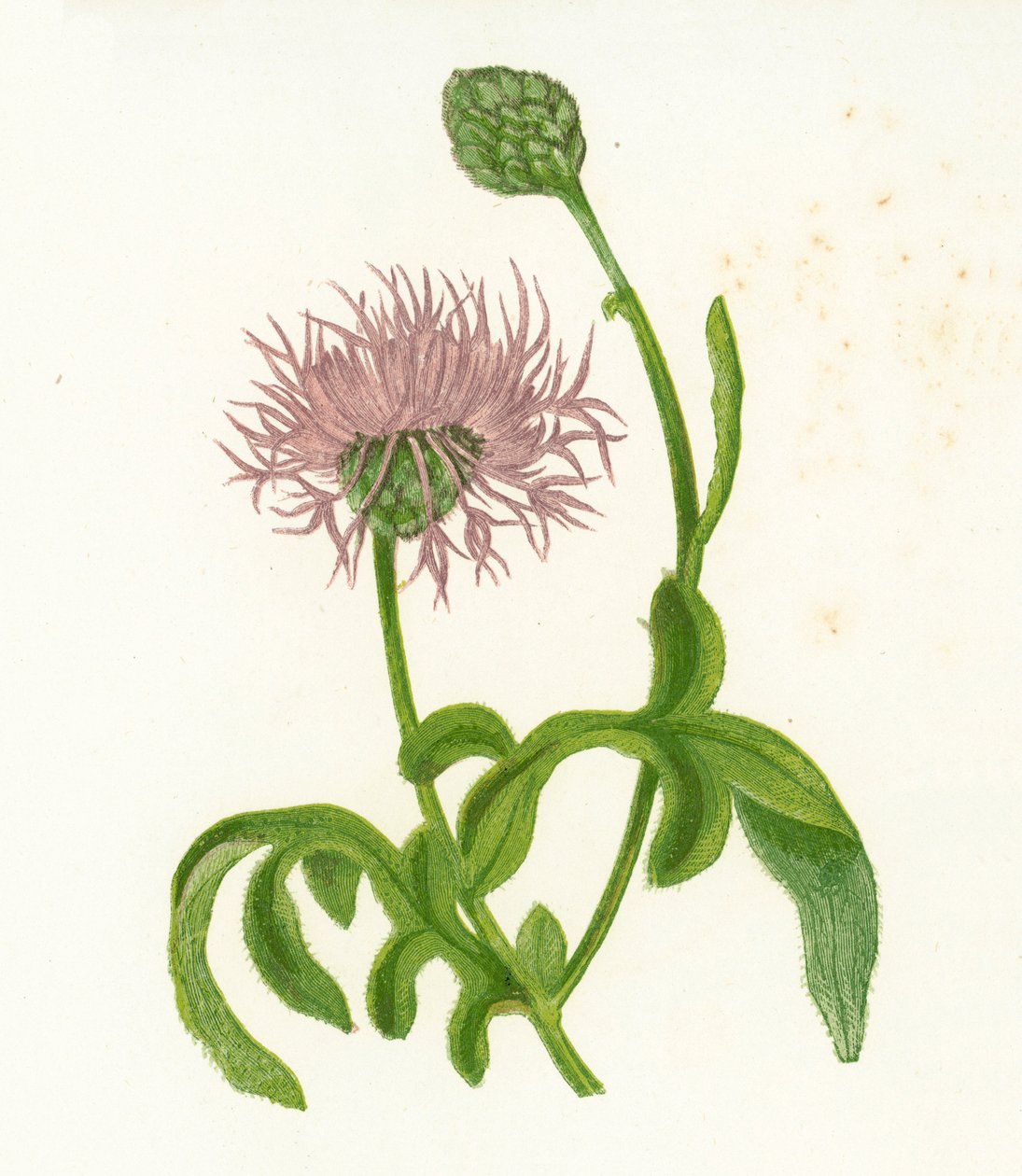 Große Flockenblume, Centaurea Scabiosa von English School