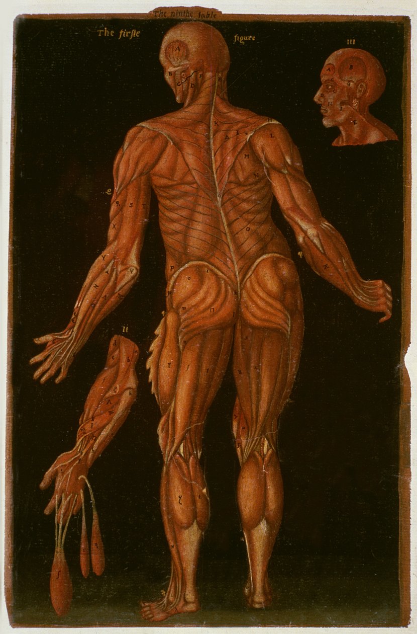 Ms Hunter 364 Tafel VIII Dissektion, ca. 1170, aus Anatomische Tafeln, von John Banister (1540-1610) von English School