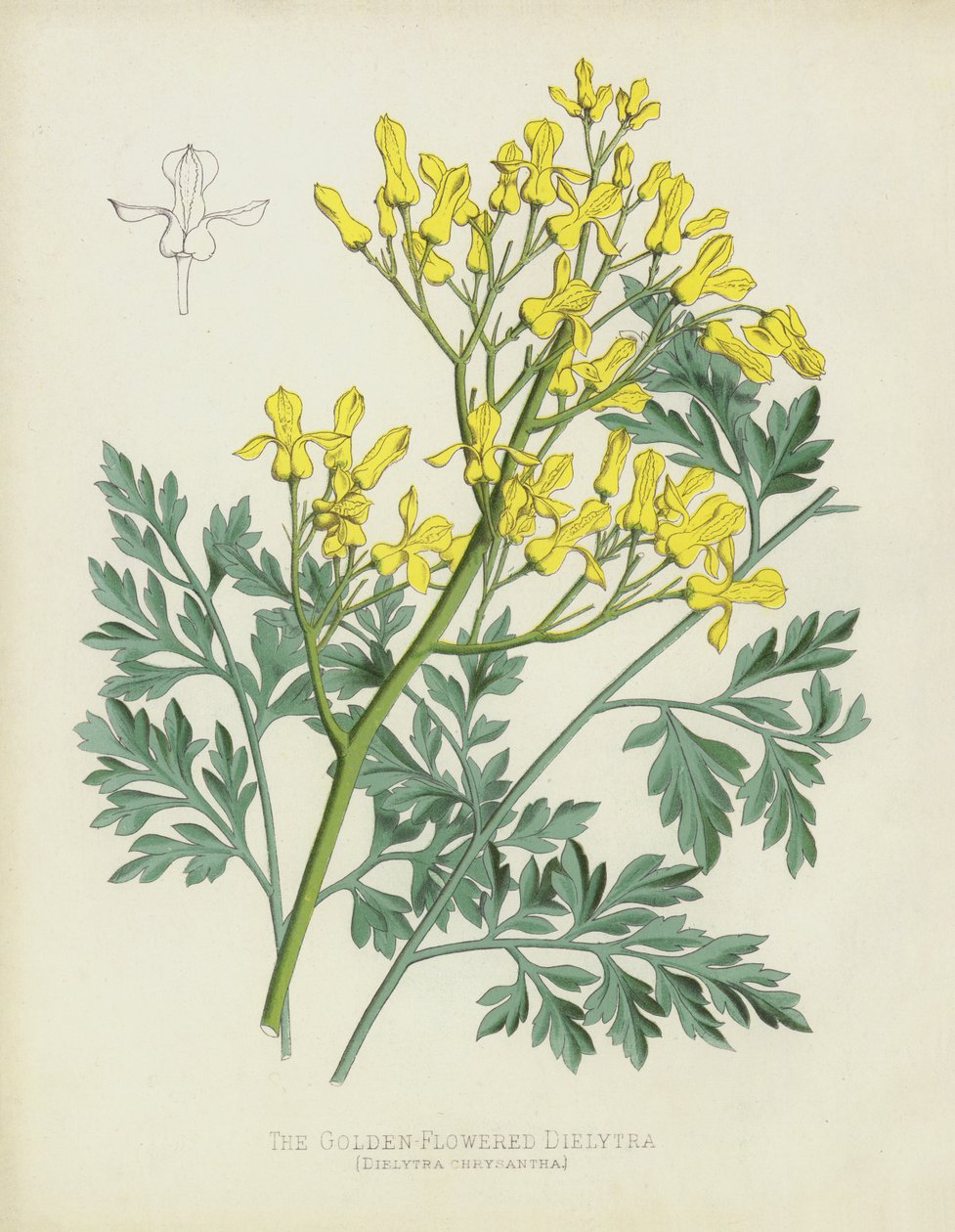 Die Goldblütige Dielytra, Dielytra Chrysantha von English School