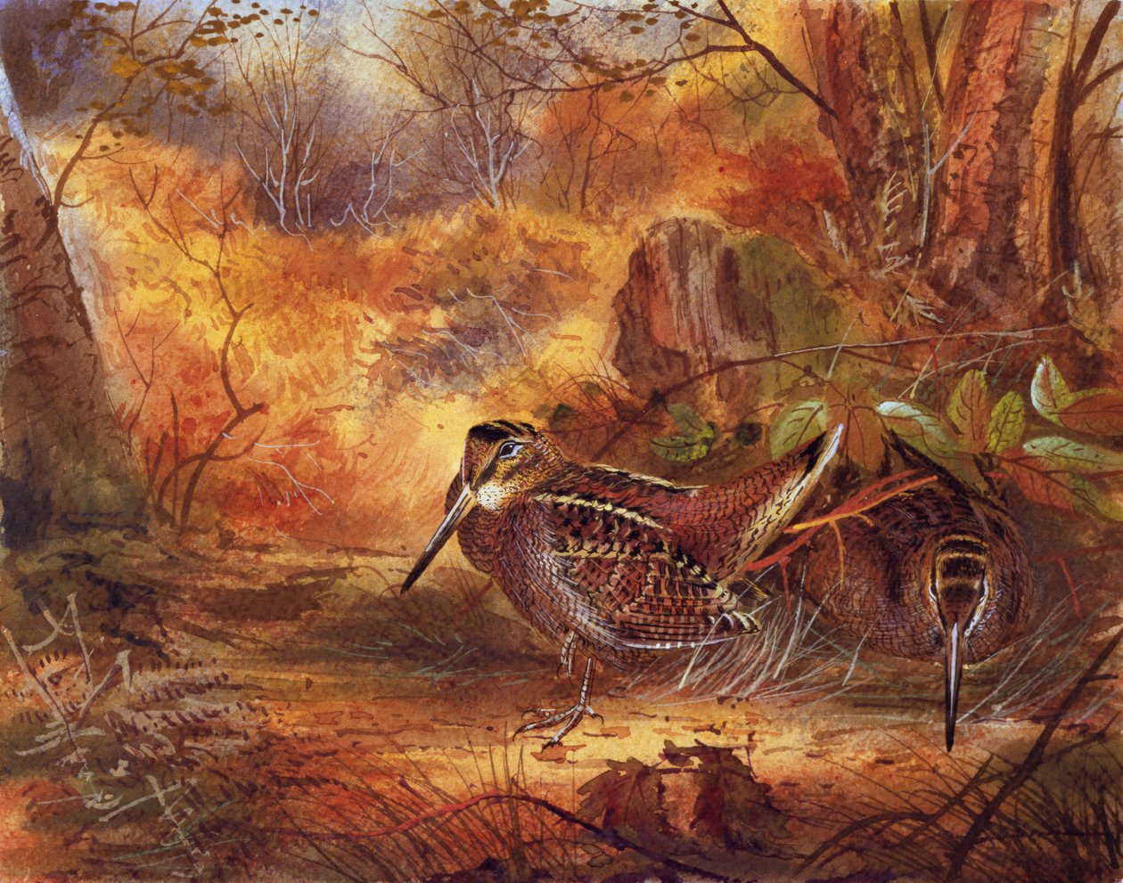 Waldschnepfen, ca. 1890 von English School