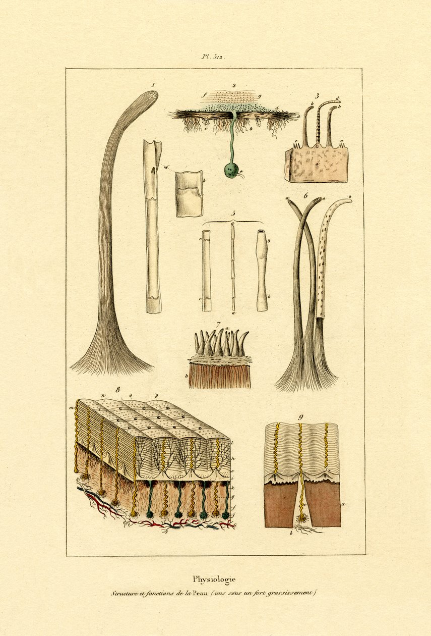Menschliche Haut von French School