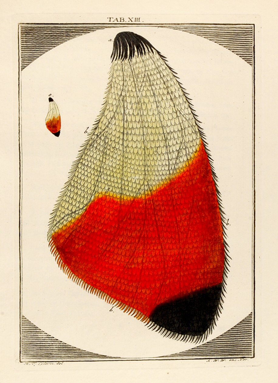 Diagramm eines vergrößerten Mottenflügels, 1768 von German School