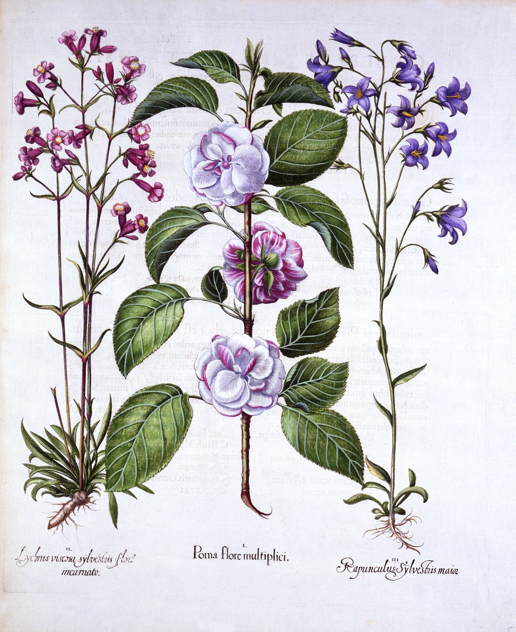 Gefüllter Apfel, Deutsches Leimkraut und Glockenblume, aus Hortus Eystettensis, von Basil Besler, 1613 von German School