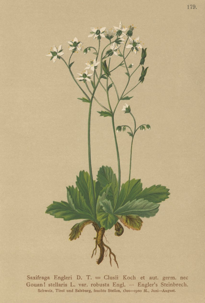 Engerlis Steinbrech von German School