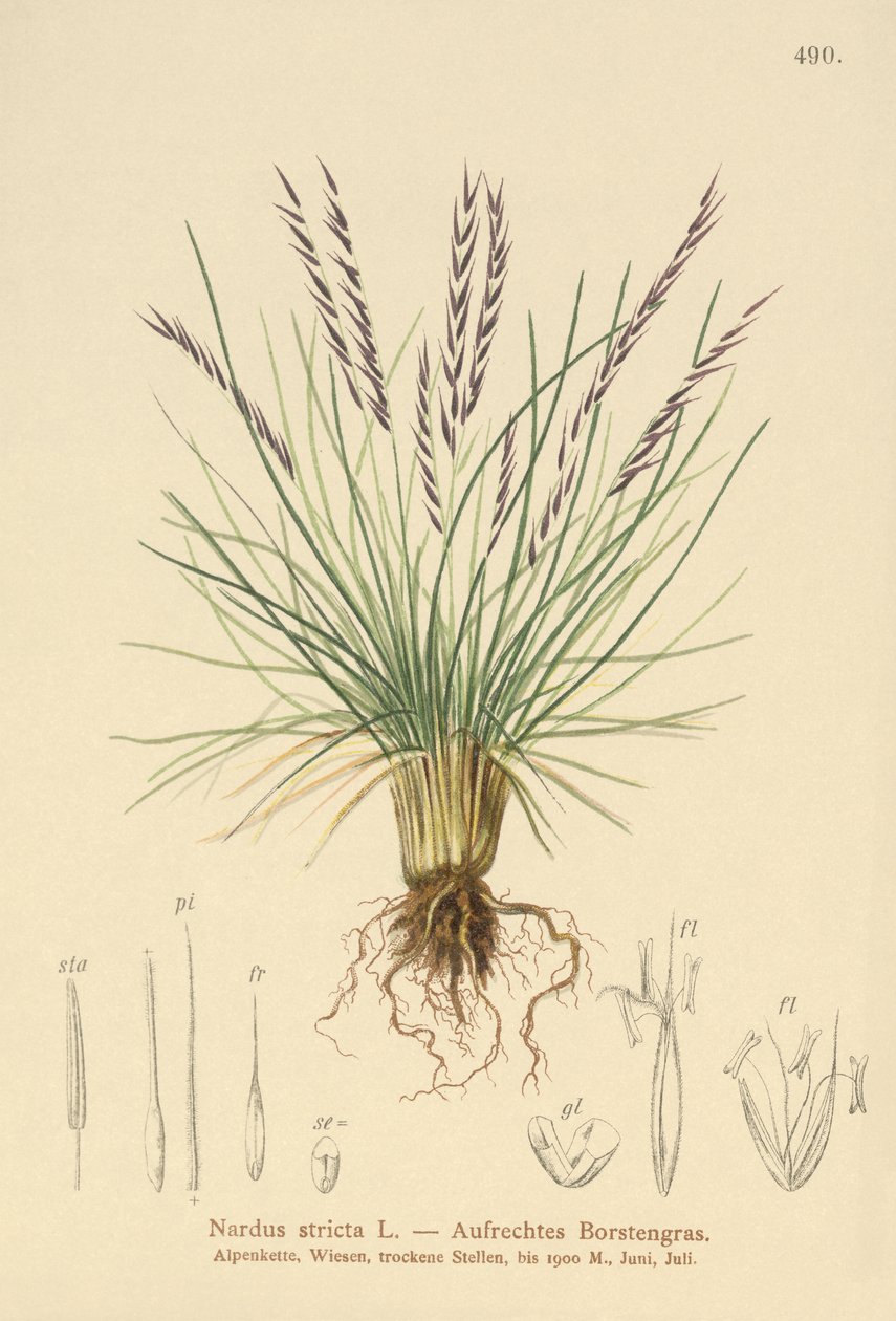 Borstgras (Nardus stricta) von German School