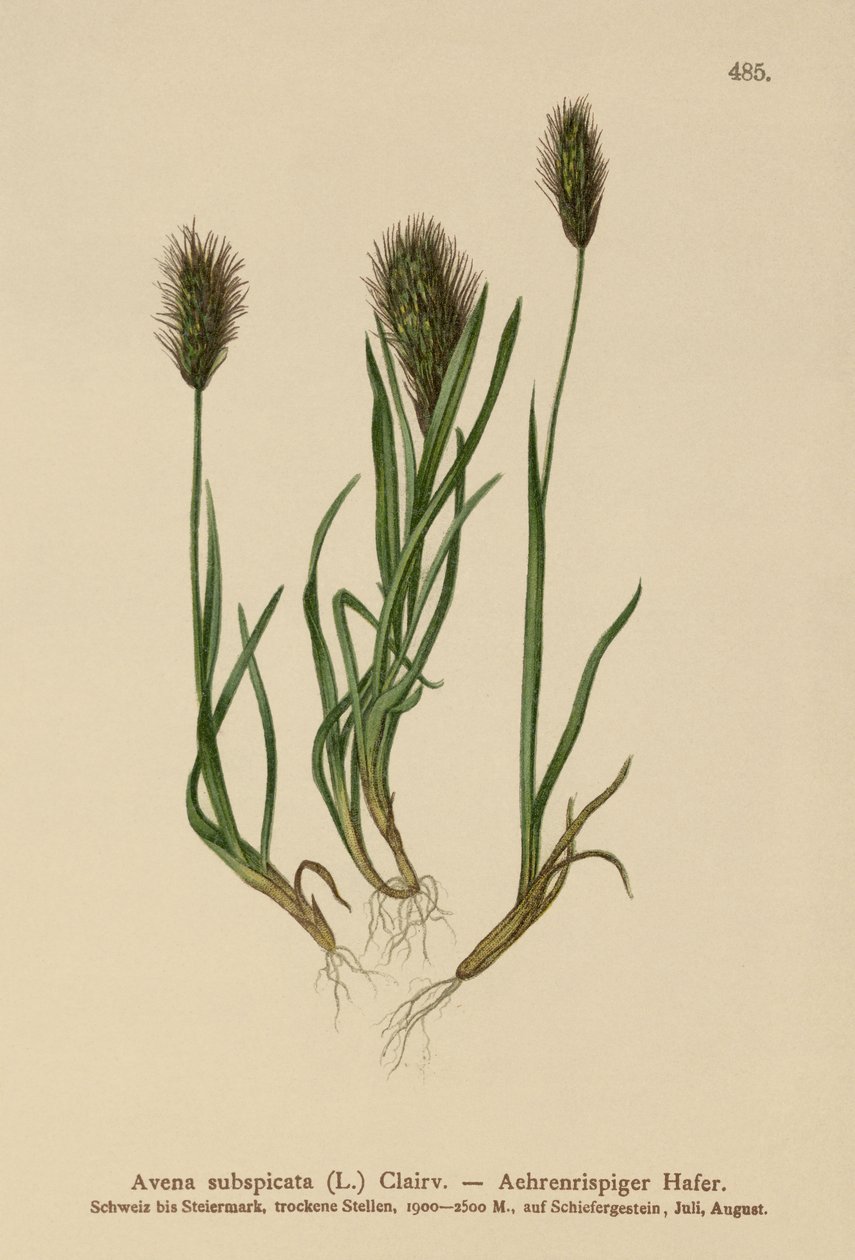 Hafergras (Avena subspicata) von German School