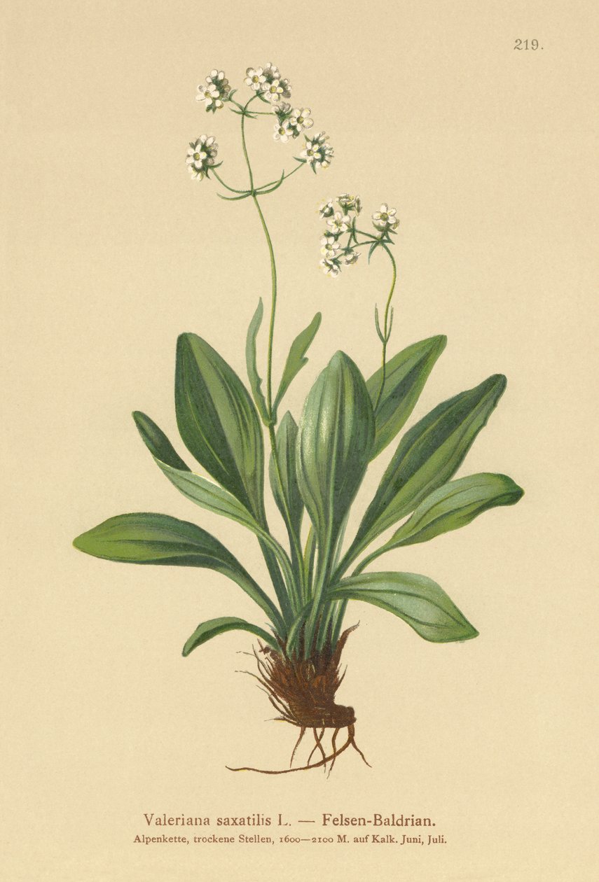 Felsen-Baldrian (Valeriana saxatilis) von German School