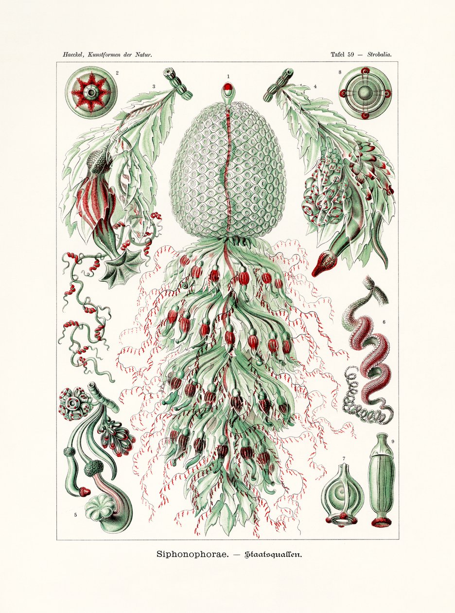 Siphonophorae von German School
