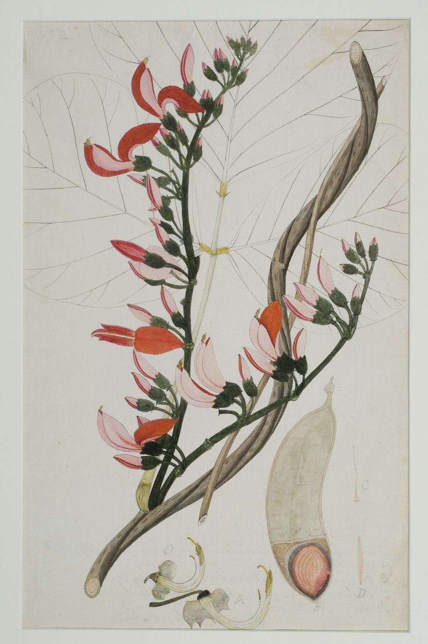 Butea superba Willd, 1787 von Indian School