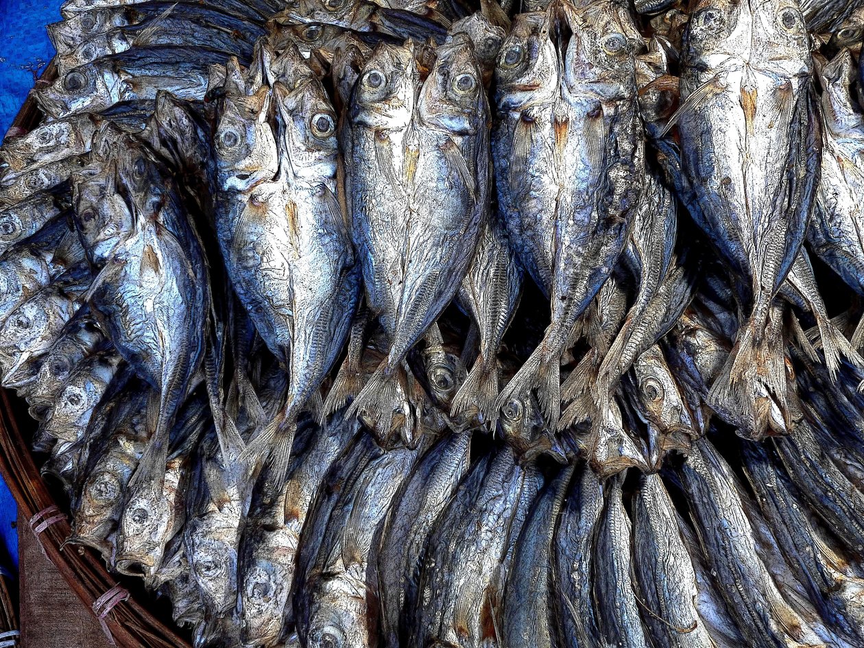 Trockenfische von Detlef B. Fischer