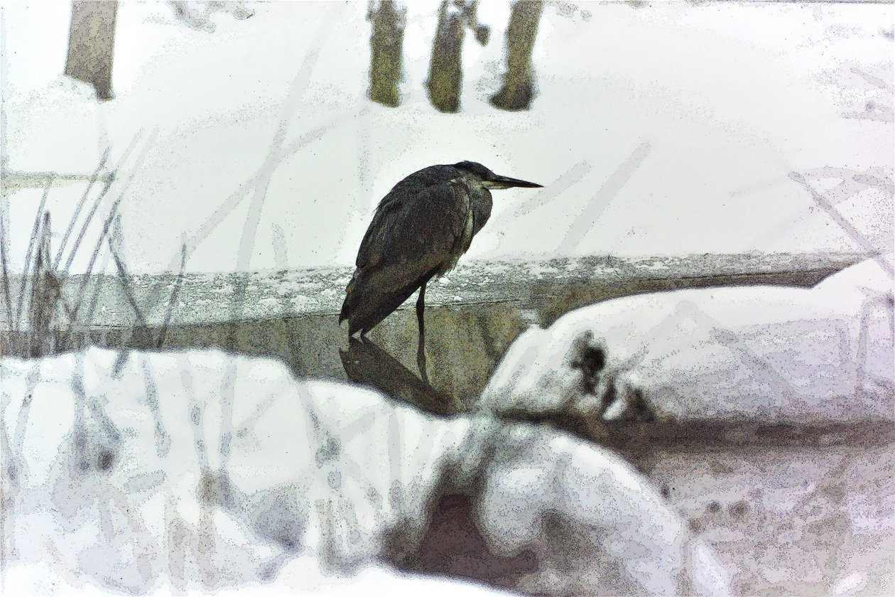Graureiher im Schnee von Detlef B. Fischer