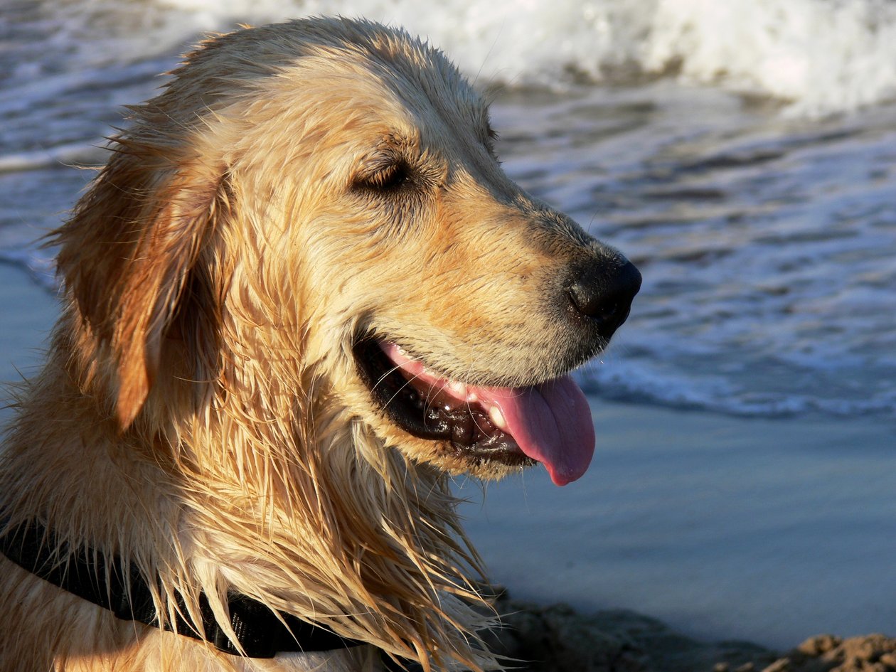 Golden Retriever von Monika Wittrich