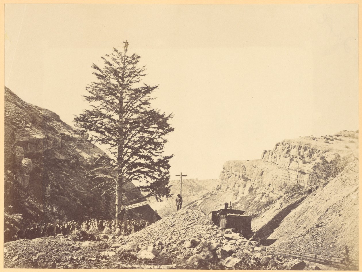 Tausend-Meilen-Baum, Wilhemina