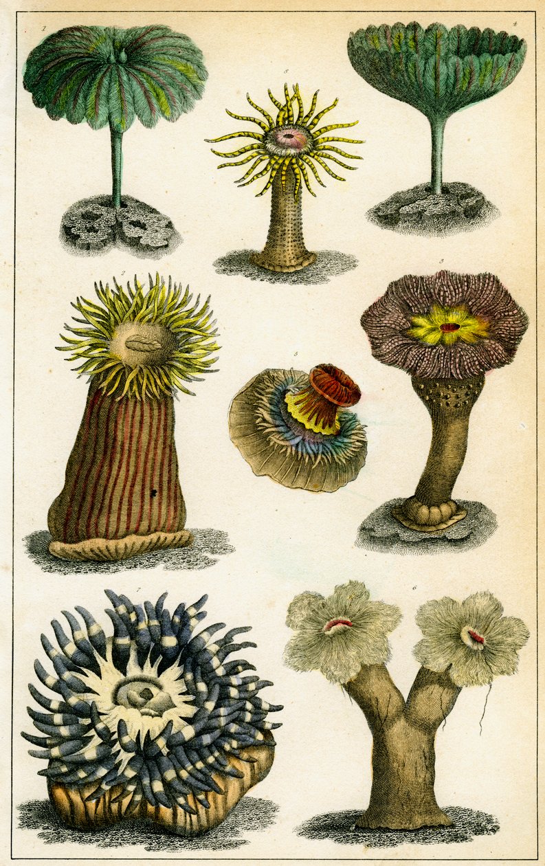 Seeanemonen, 19. Jahrhundert von A Fullarton and Co