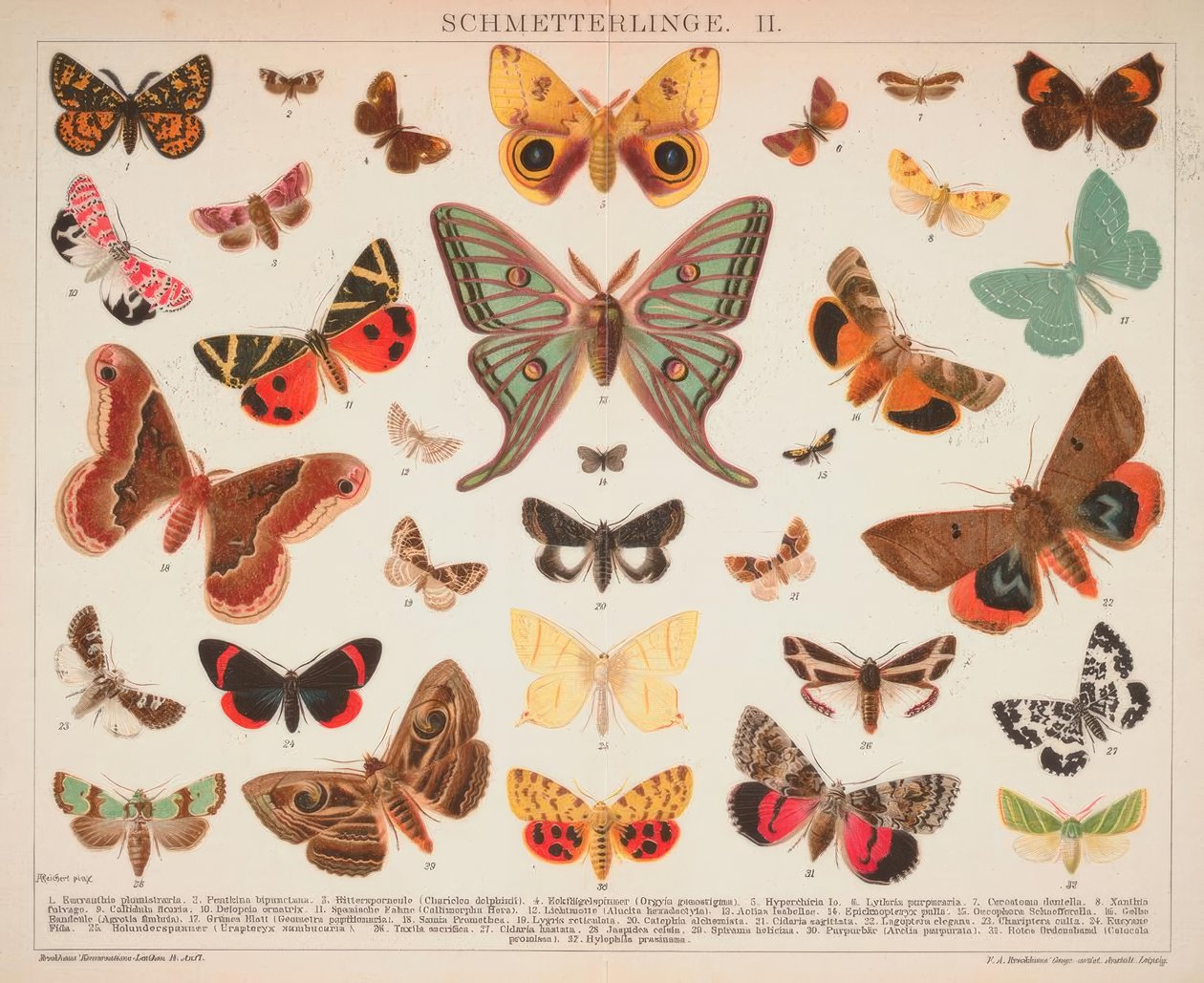 Schmetterlinge II von A. Reichert