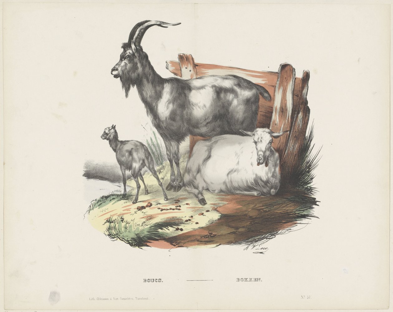 Böcke von A. van Loco
