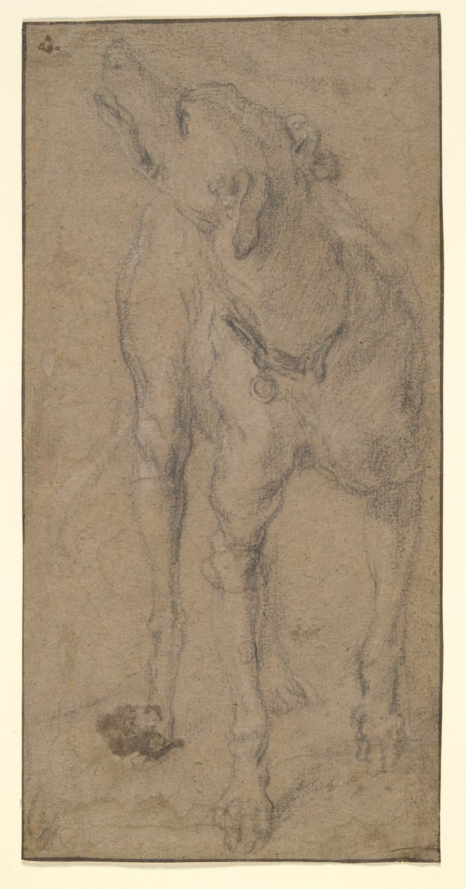 Studie eines Hundes von Abraham Hondius