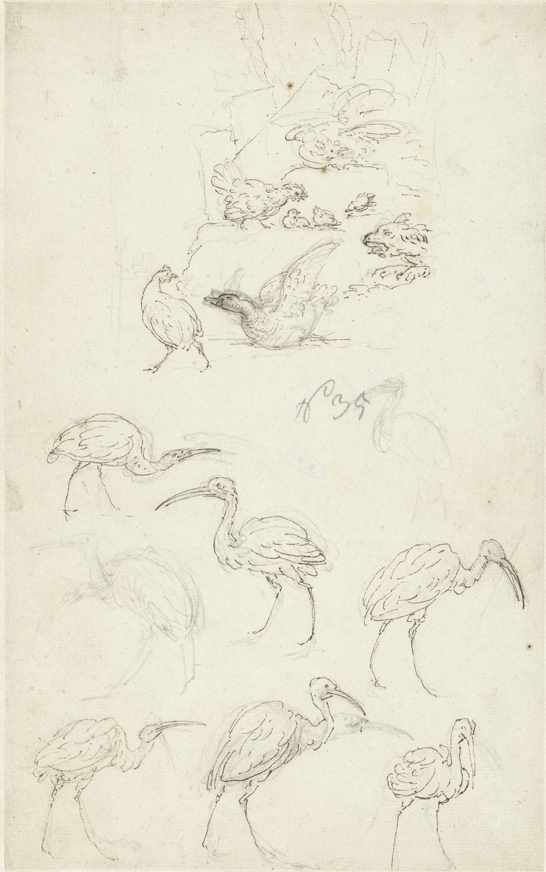 Studien von Vögeln von Abraham Meertens