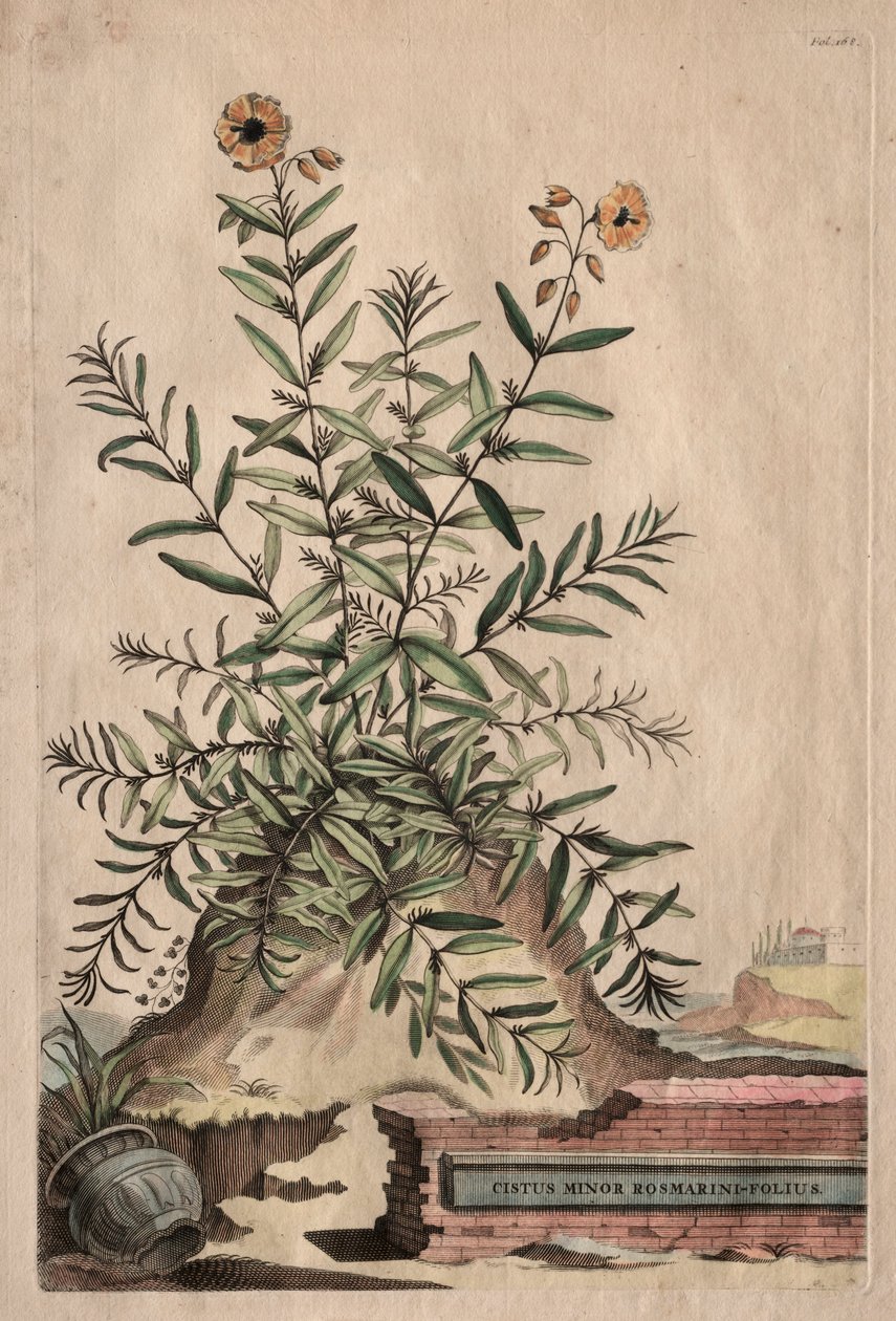 Phytographia Curiosa: Cistus Minor Rosmarini-Folius von Abraham Munting