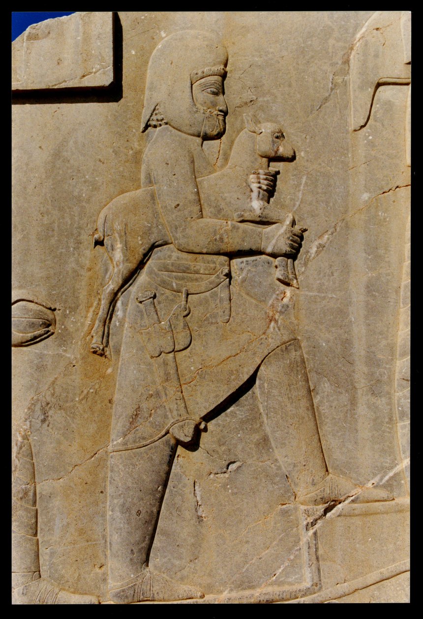 Ein Meder trägt ein Opferschaf die östliche Treppe des südlichen Portikus des Palastes von Darius hinauf, ca. 485 v. Chr. von Achaemenid