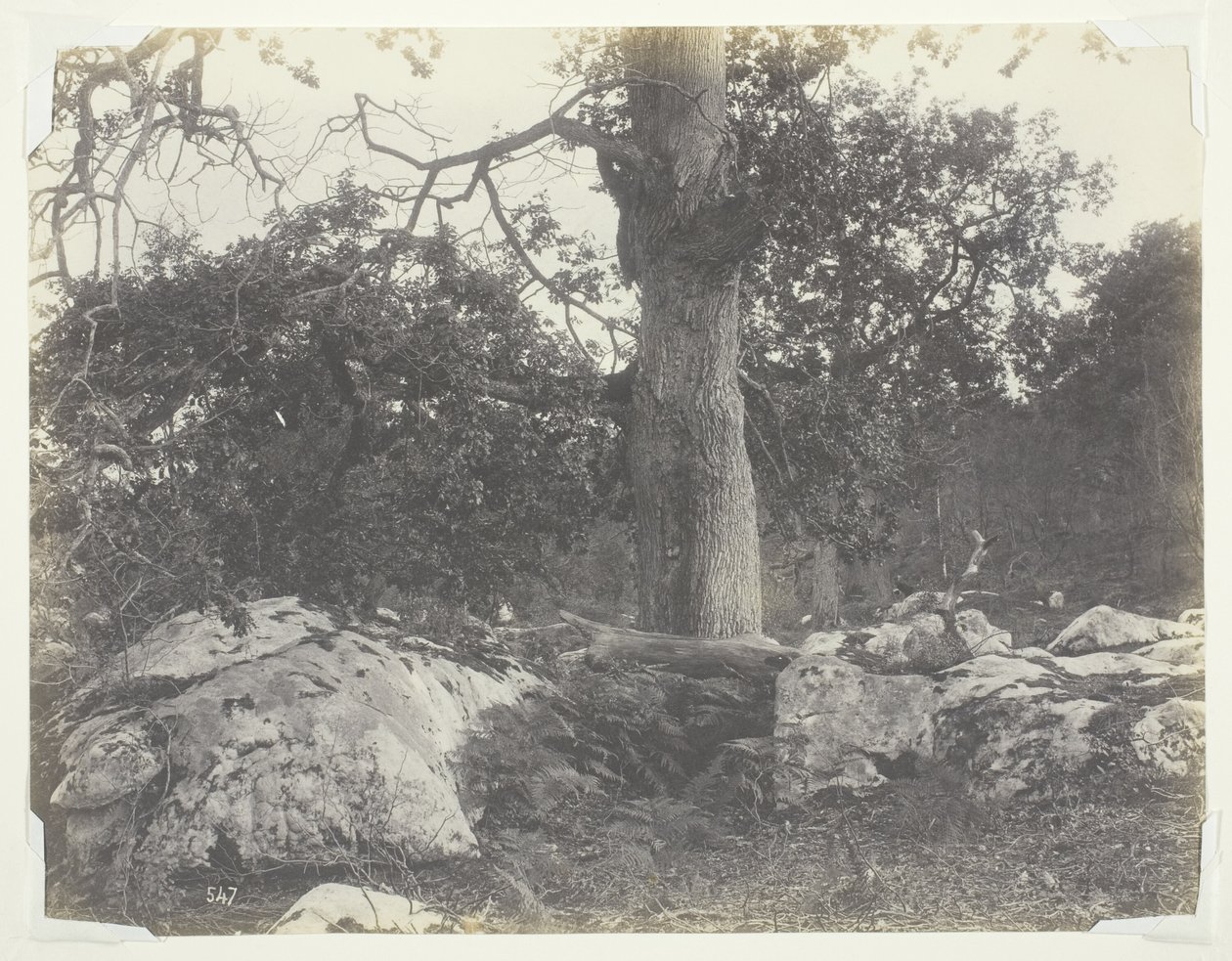 Wald und Felsen, Fontainebleau von Achille Quinet