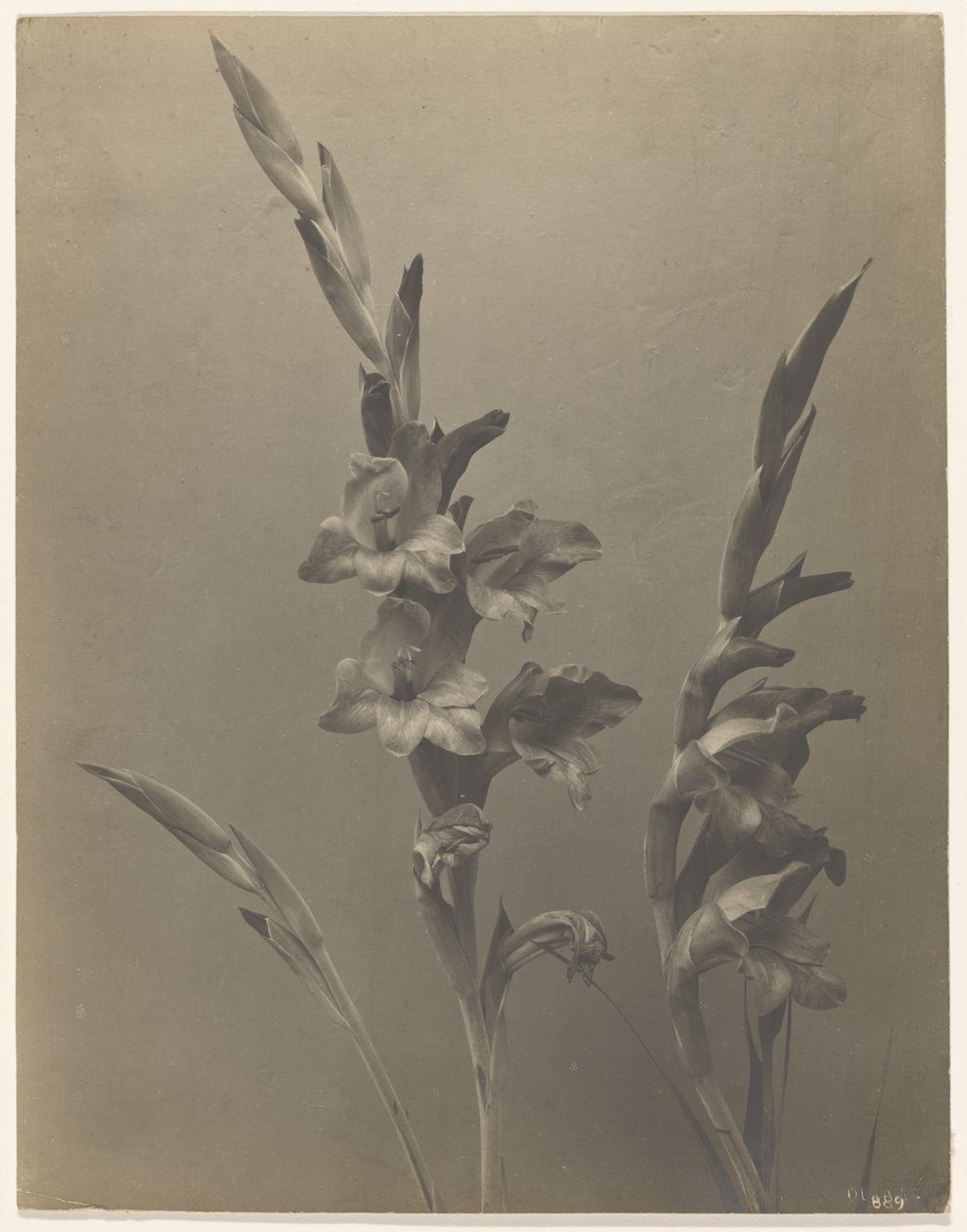 Gladiole von Achille Quinet